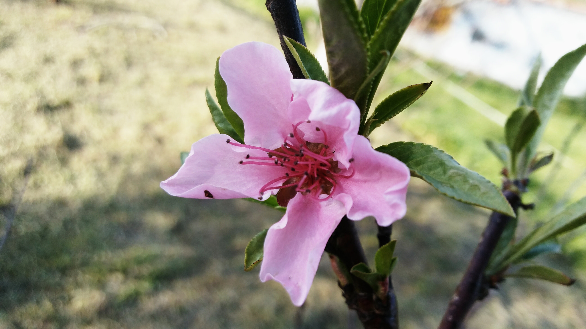LG K10 sample photo. Flor melocotonero photography