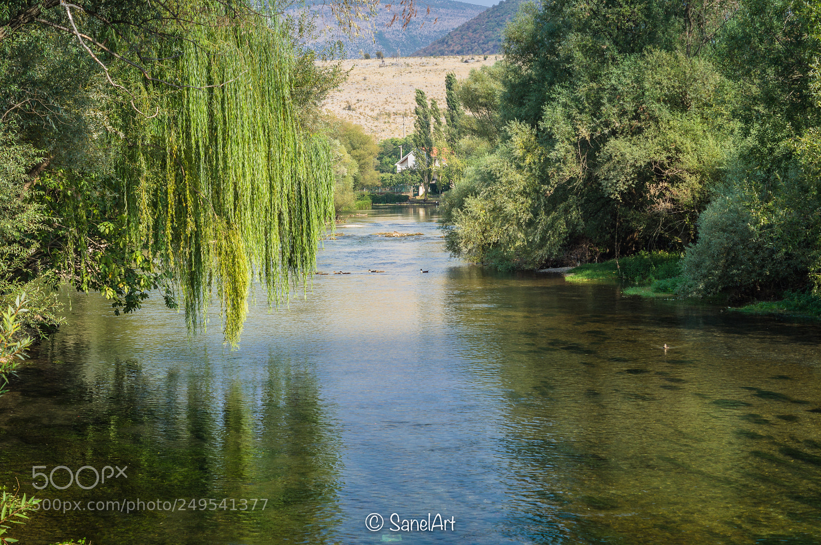 Sony SLT-A35 sample photo. Cristal clear buna river photography