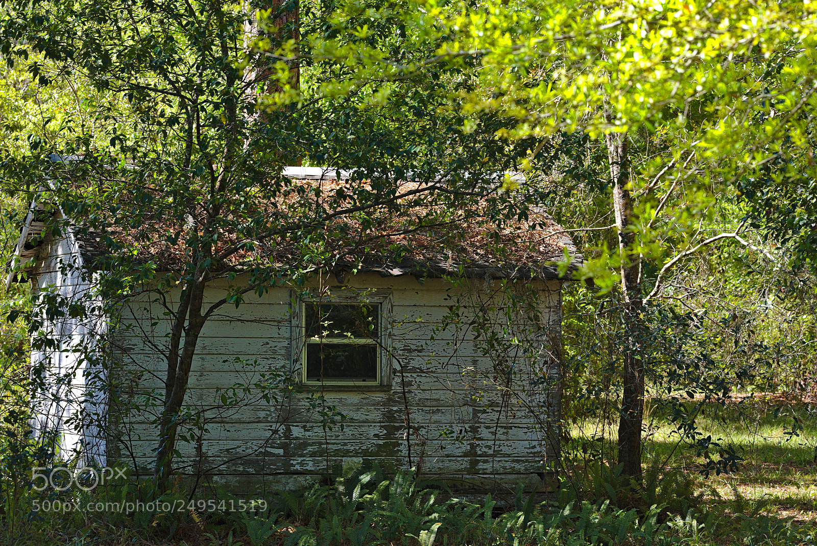 Nikon D810 sample photo. A small overgrown house photography
