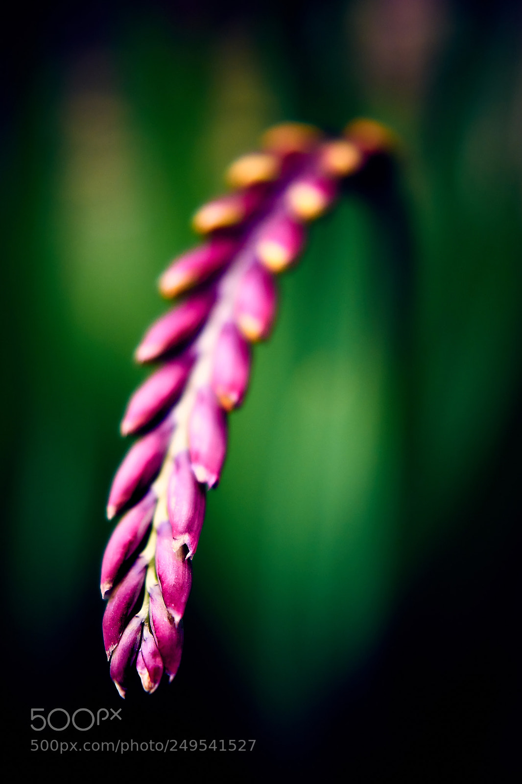 Sony ILCA-77M2 sample photo. Espigas photography