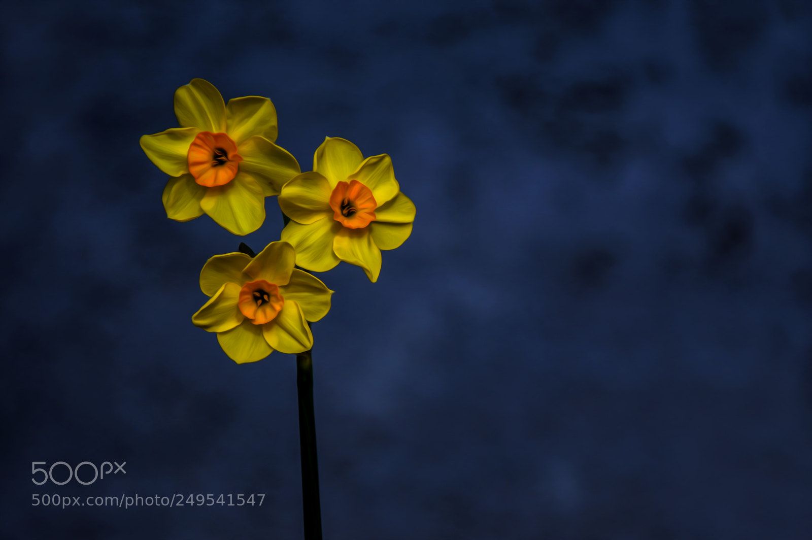 Nikon D3200 sample photo. Narcissus l. photography