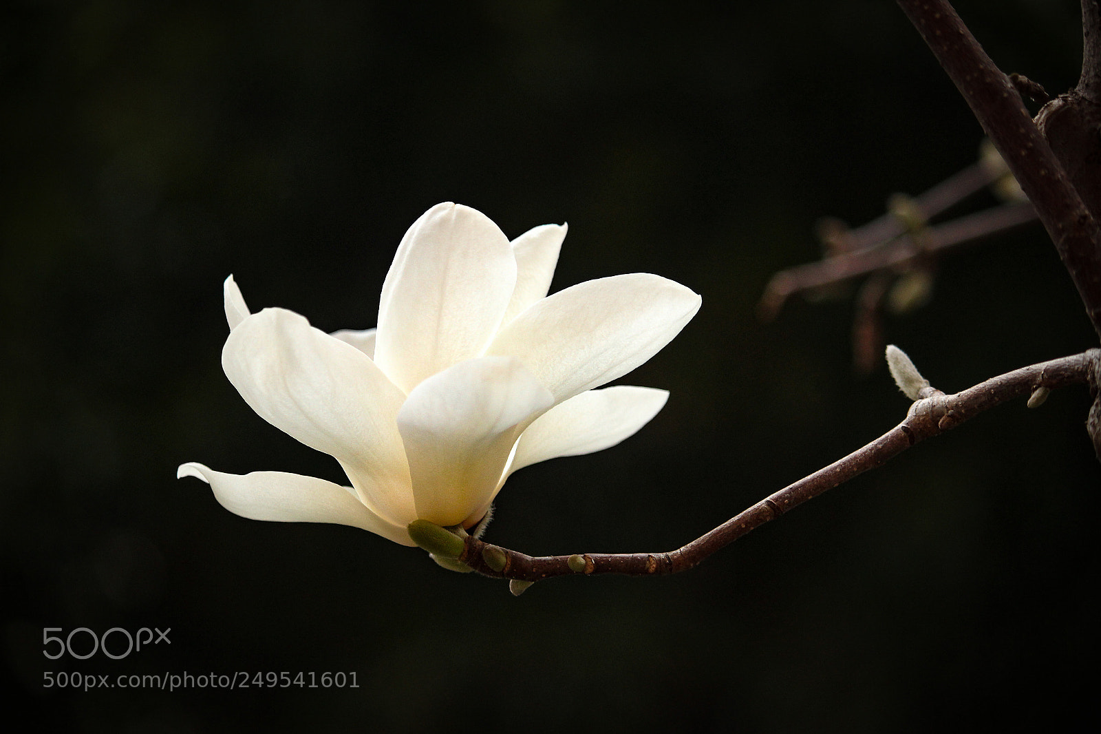 Canon EOS 600D (Rebel EOS T3i / EOS Kiss X5) sample photo. 黄昏中的白玉兰 photography