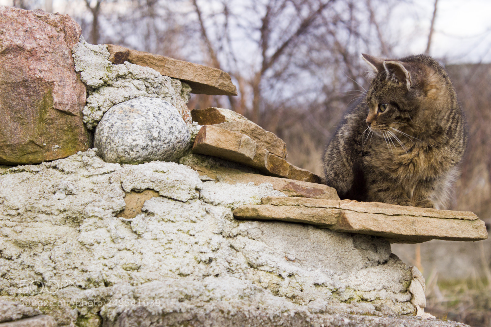 Canon EOS 600D (Rebel EOS T3i / EOS Kiss X5) sample photo. Cat on the sandstone photography