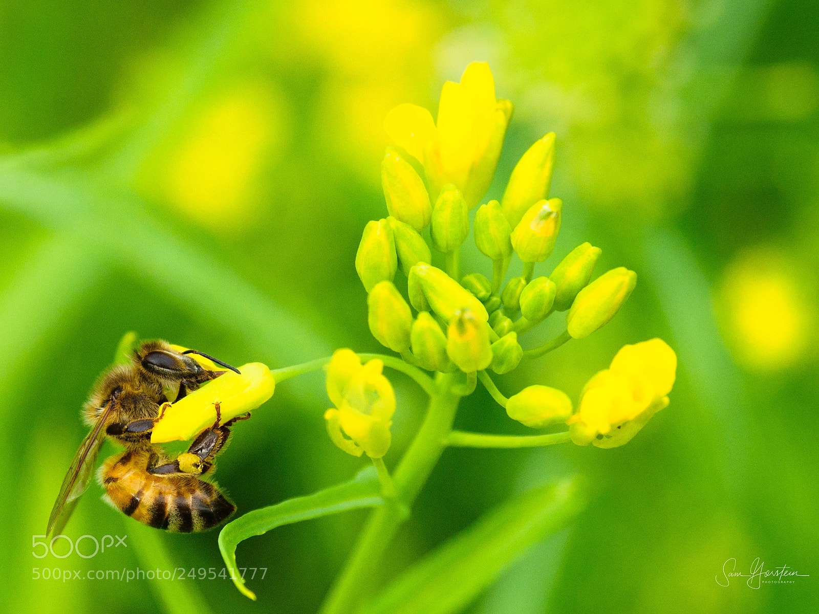 Olympus OM-D E-M1 Mark II sample photo. Golden door bees photography