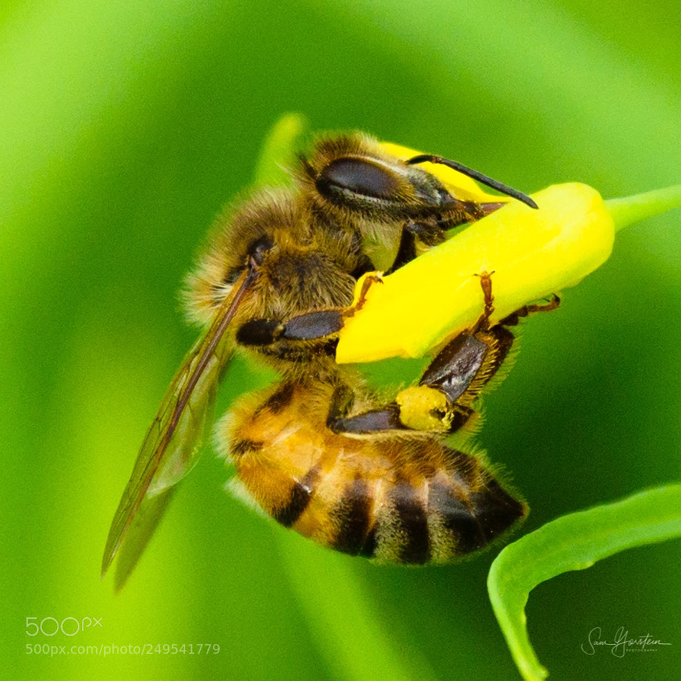 Olympus OM-D E-M1 Mark II sample photo. Honeybees photography