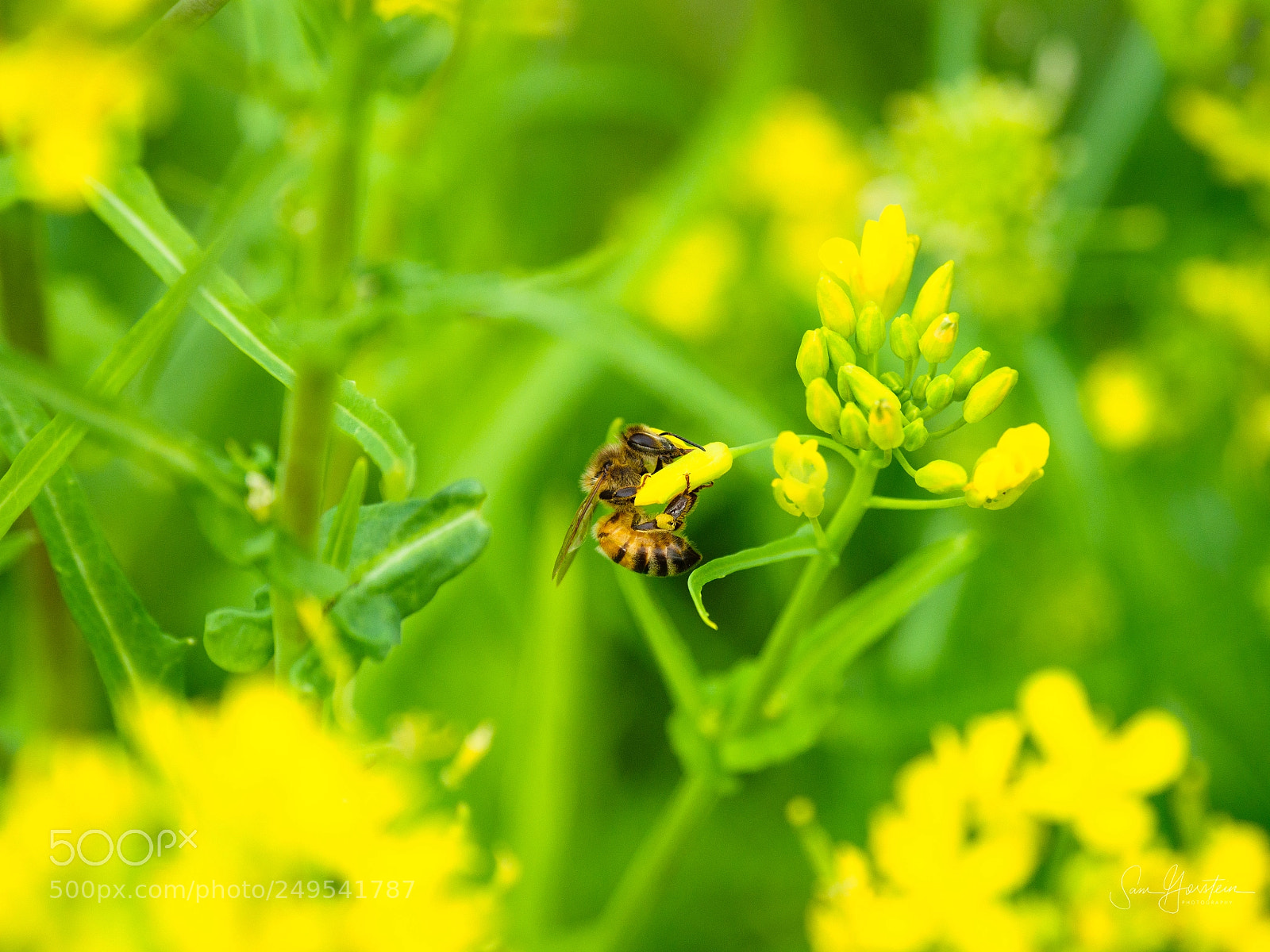 Olympus OM-D E-M1 Mark II sample photo. Golden door bees photography