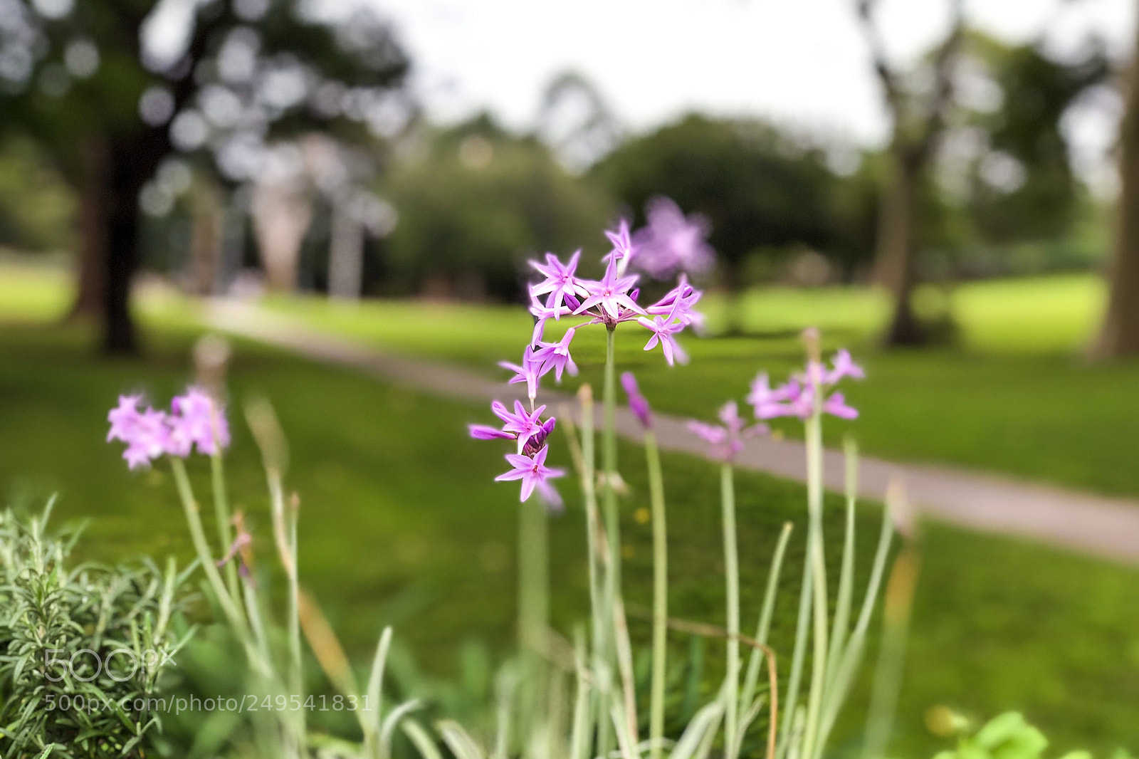 Apple iPhone X sample photo. The morning flowers photography