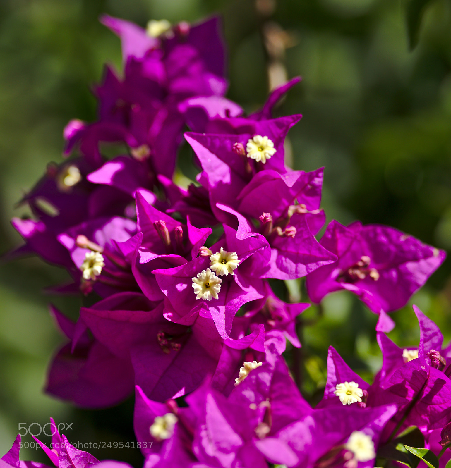 Nikon D810 sample photo. Flowering bougainvillea photography