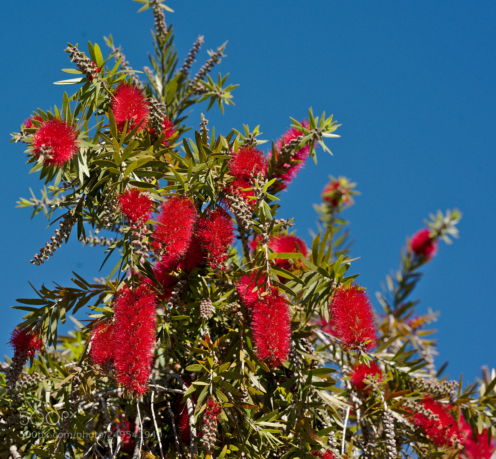 Nikon D810 sample photo. Bottlebrush tree / callistemon photography
