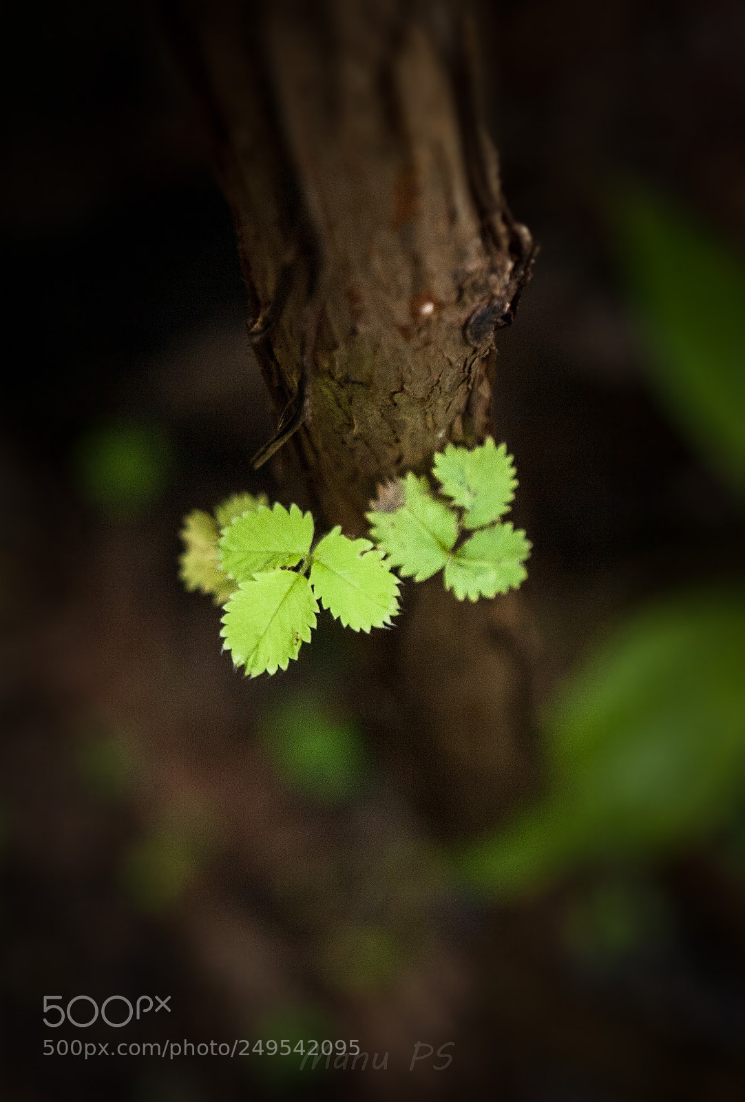 Olympus E-520 (EVOLT E-520) sample photo. Little flower light photography