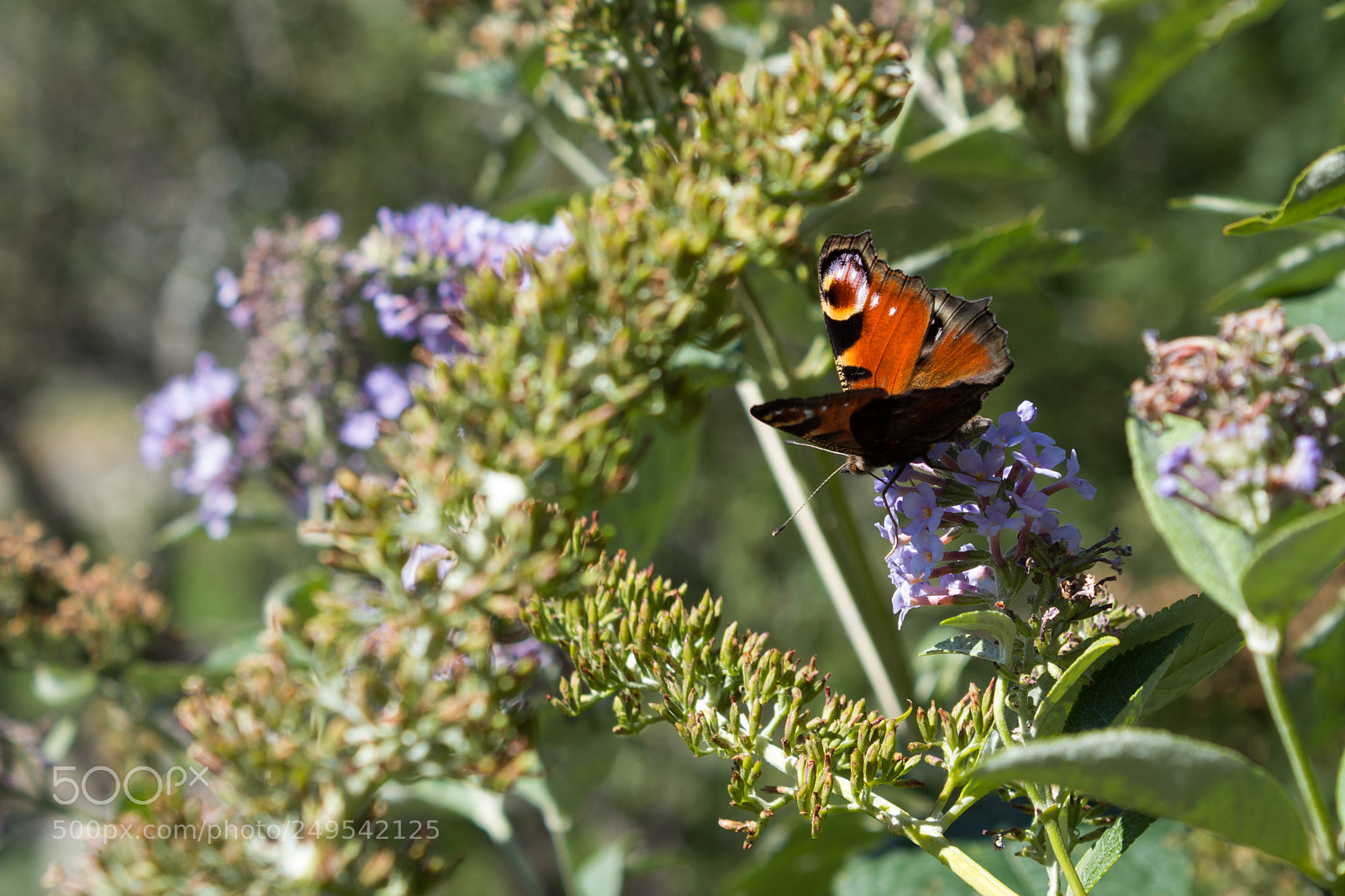 Canon EOS 600D (Rebel EOS T3i / EOS Kiss X5) sample photo. Bush and butterfly photography