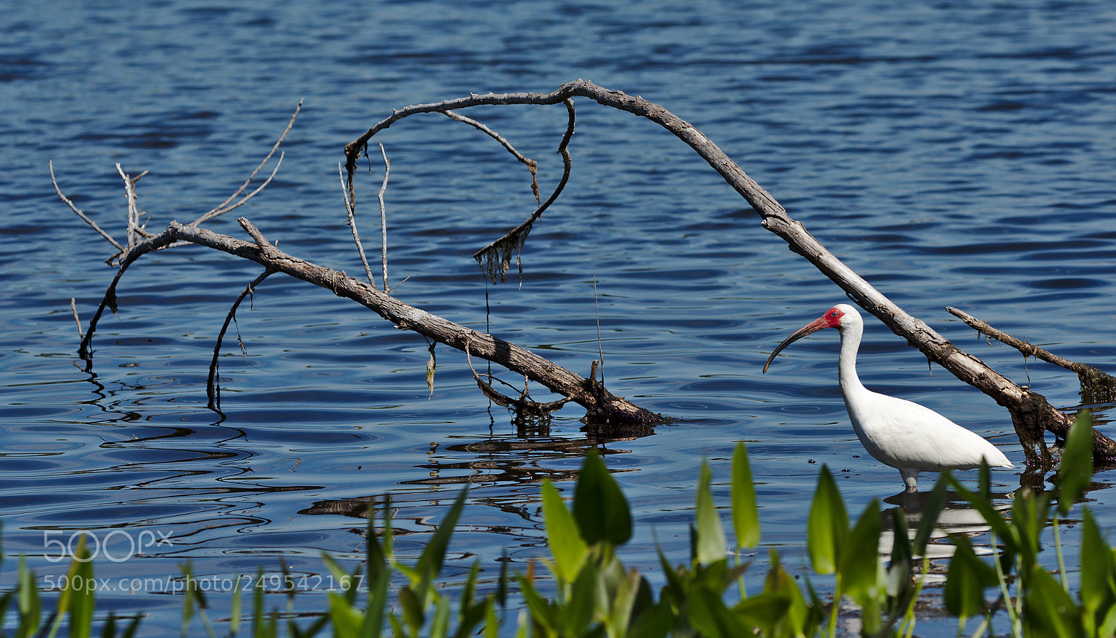 Nikon D810 sample photo. An american white ibis photography