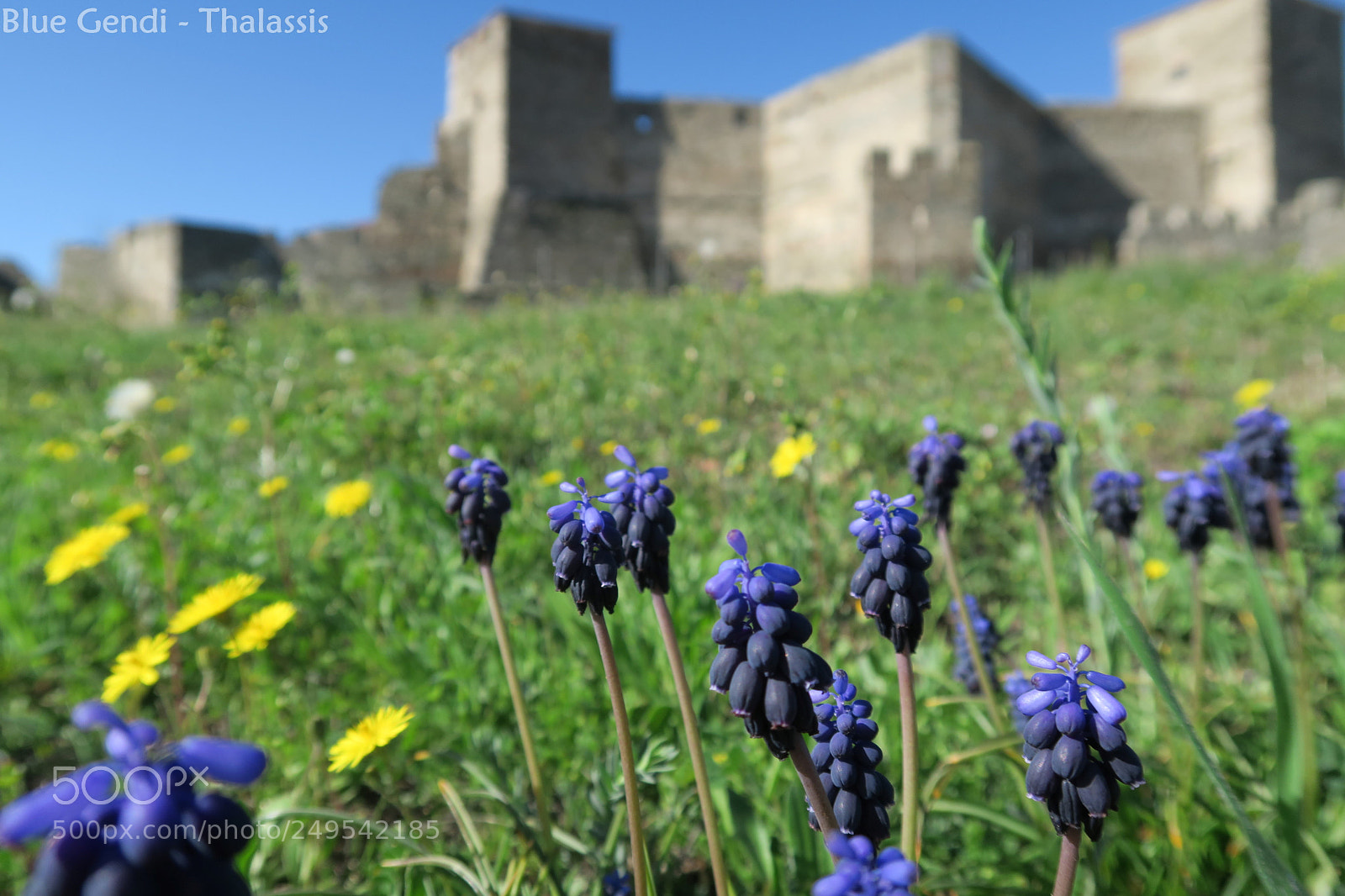 Canon PowerShot G7 X sample photo. Blue gendi photography