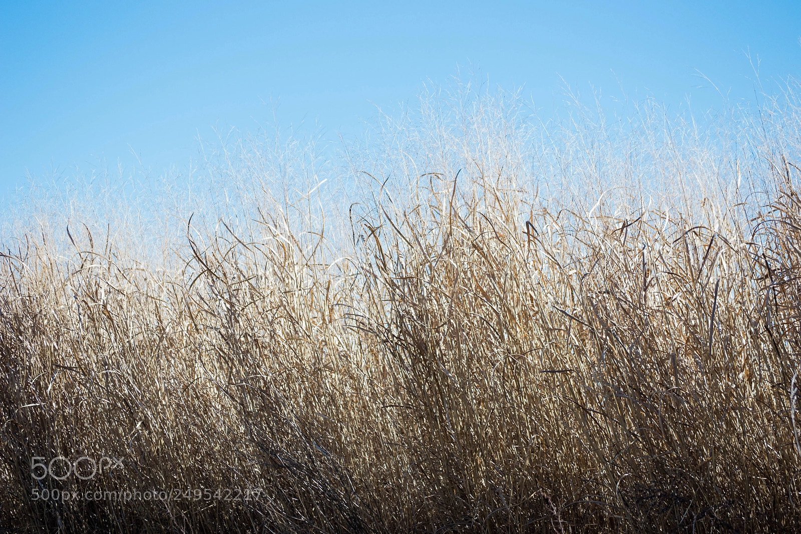 Nikon D3100 sample photo. Untitled photography