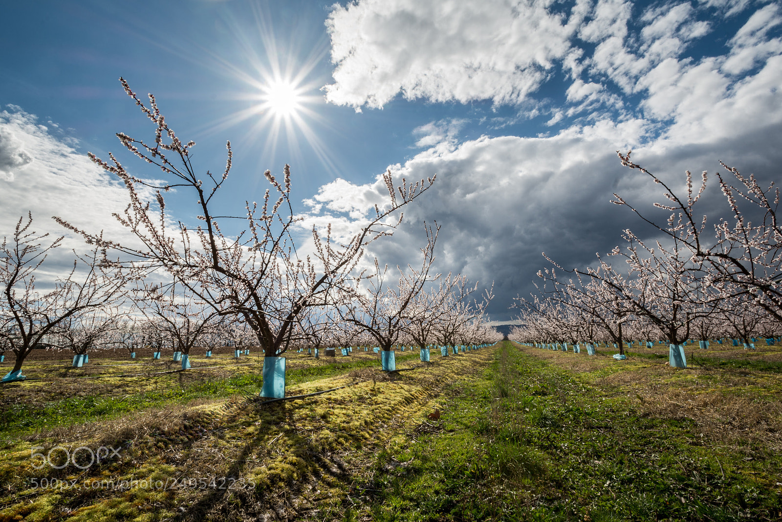 Nikon D7100 sample photo. Le printemps arrive photography