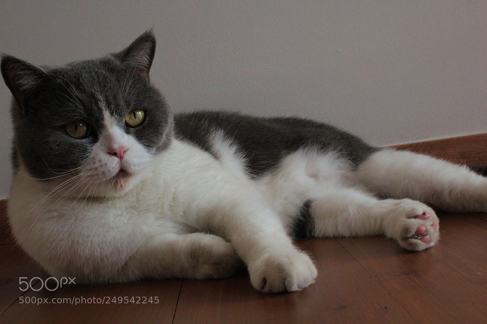 Canon EOS 600D (Rebel EOS T3i / EOS Kiss X5) sample photo. Bijo photography