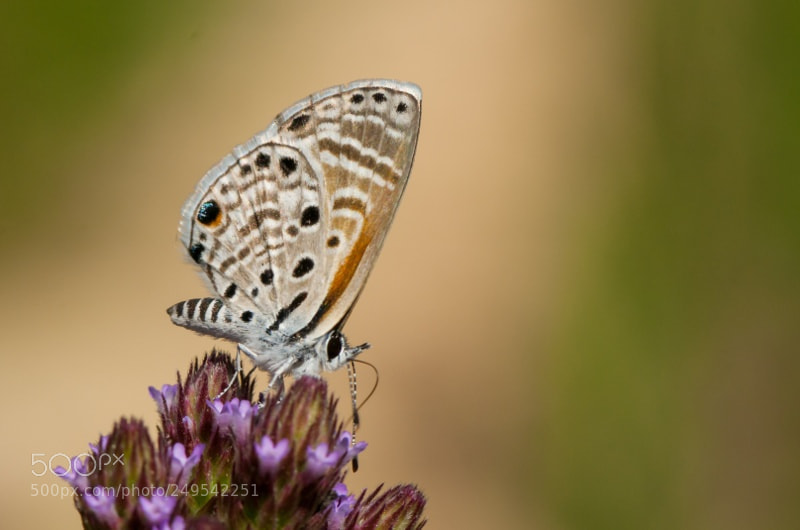 Nikon D300S sample photo. Butterfly photography