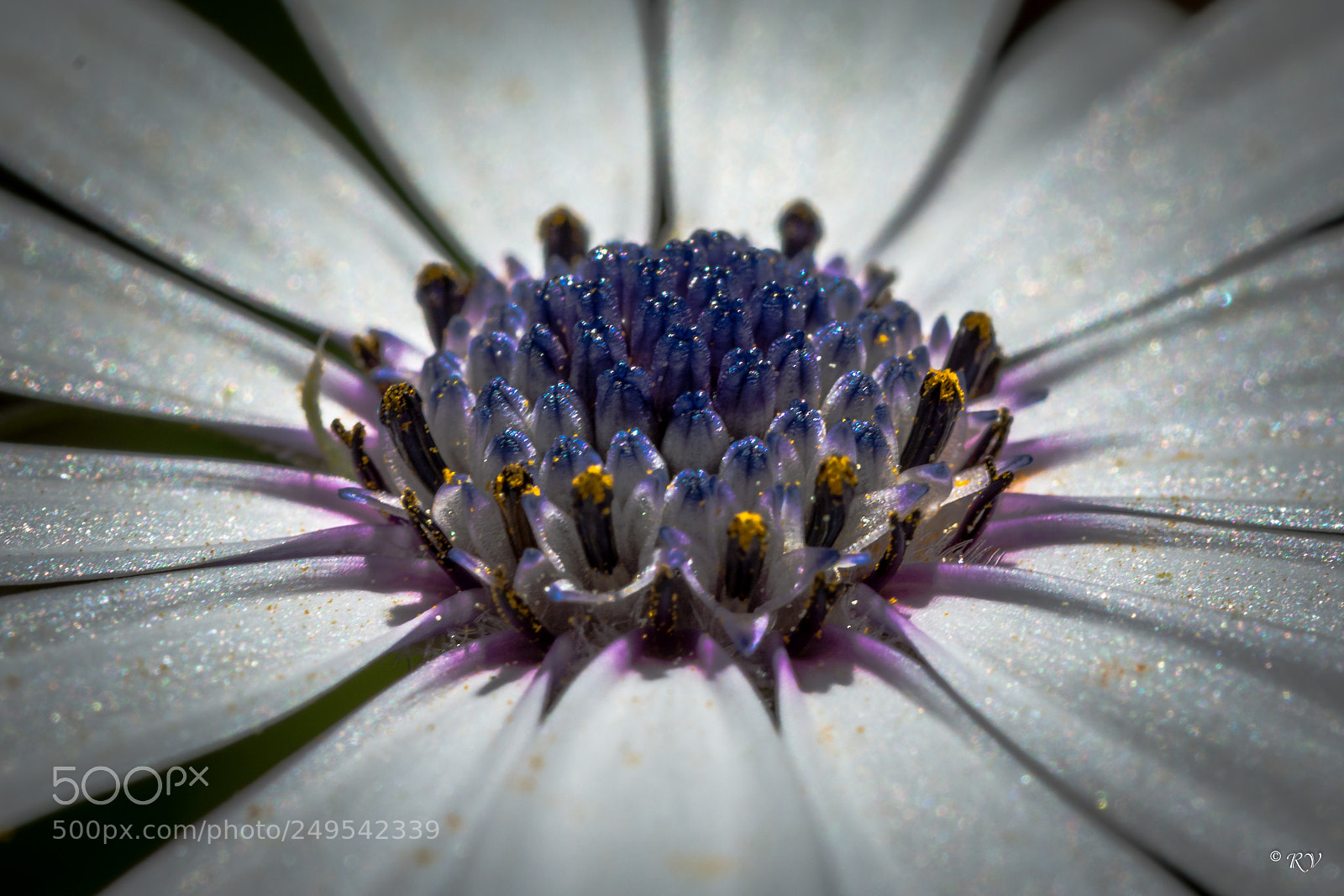 Nikon D7100 sample photo. Flower photography