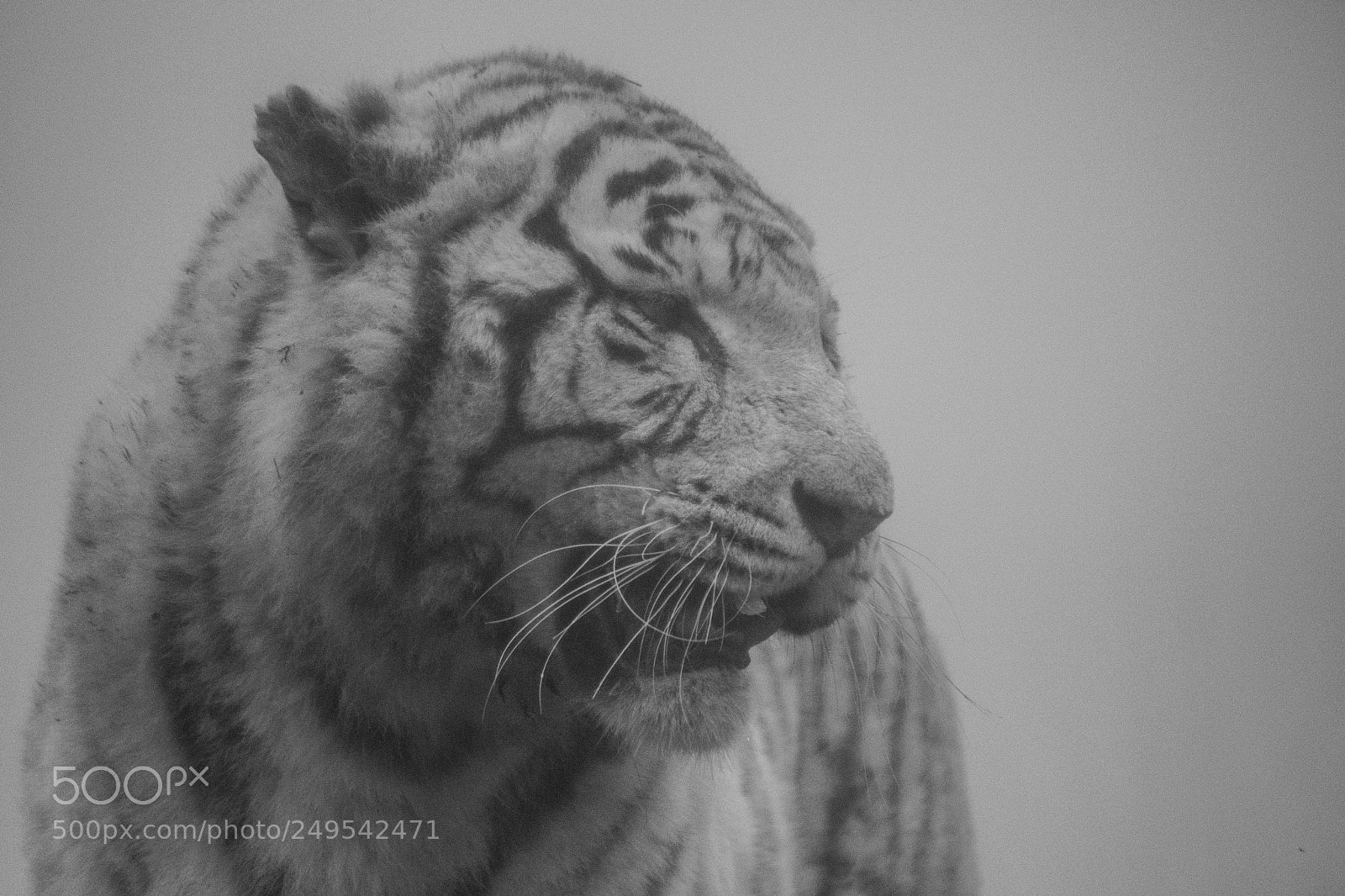 Nikon D500 sample photo. Tigre dans le brouillard photography
