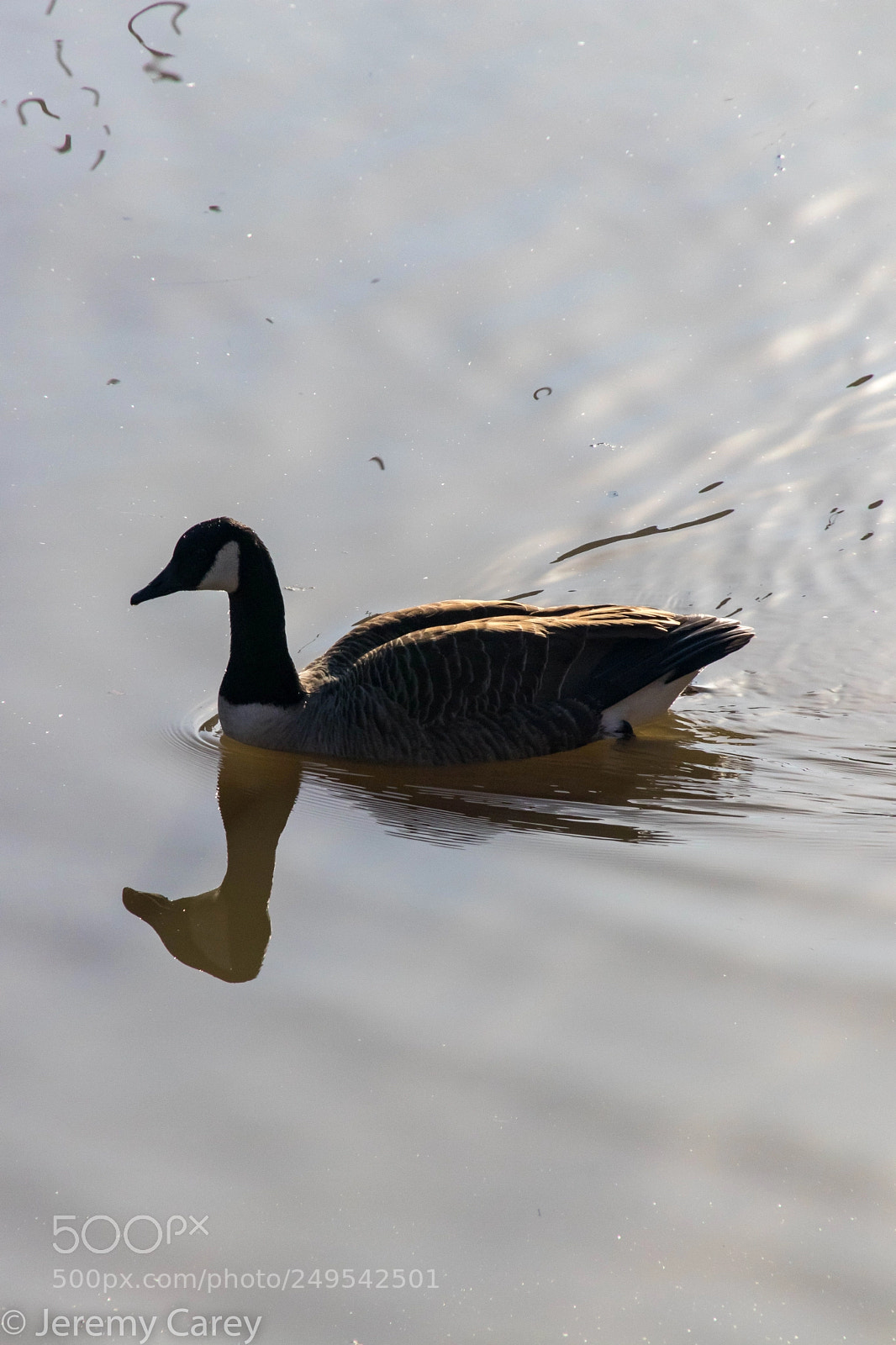 Canon EOS 77D (EOS 9000D / EOS 770D) sample photo. Goose photography