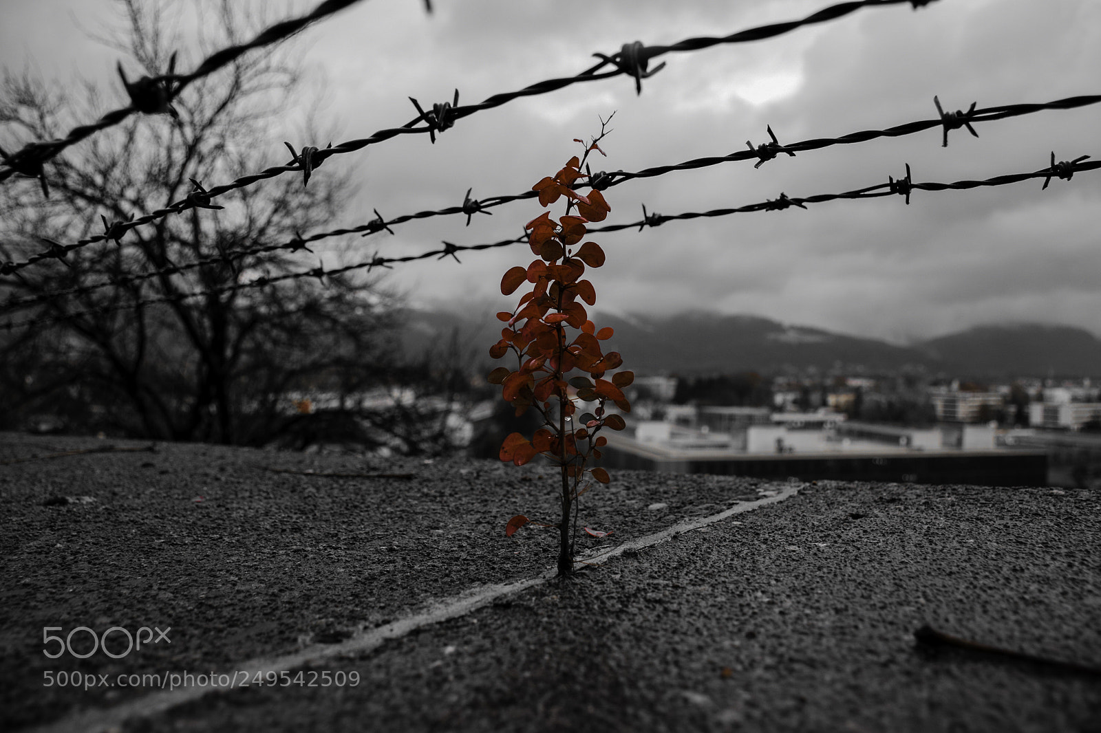 Nikon D5300 sample photo. Flower on the wall photography