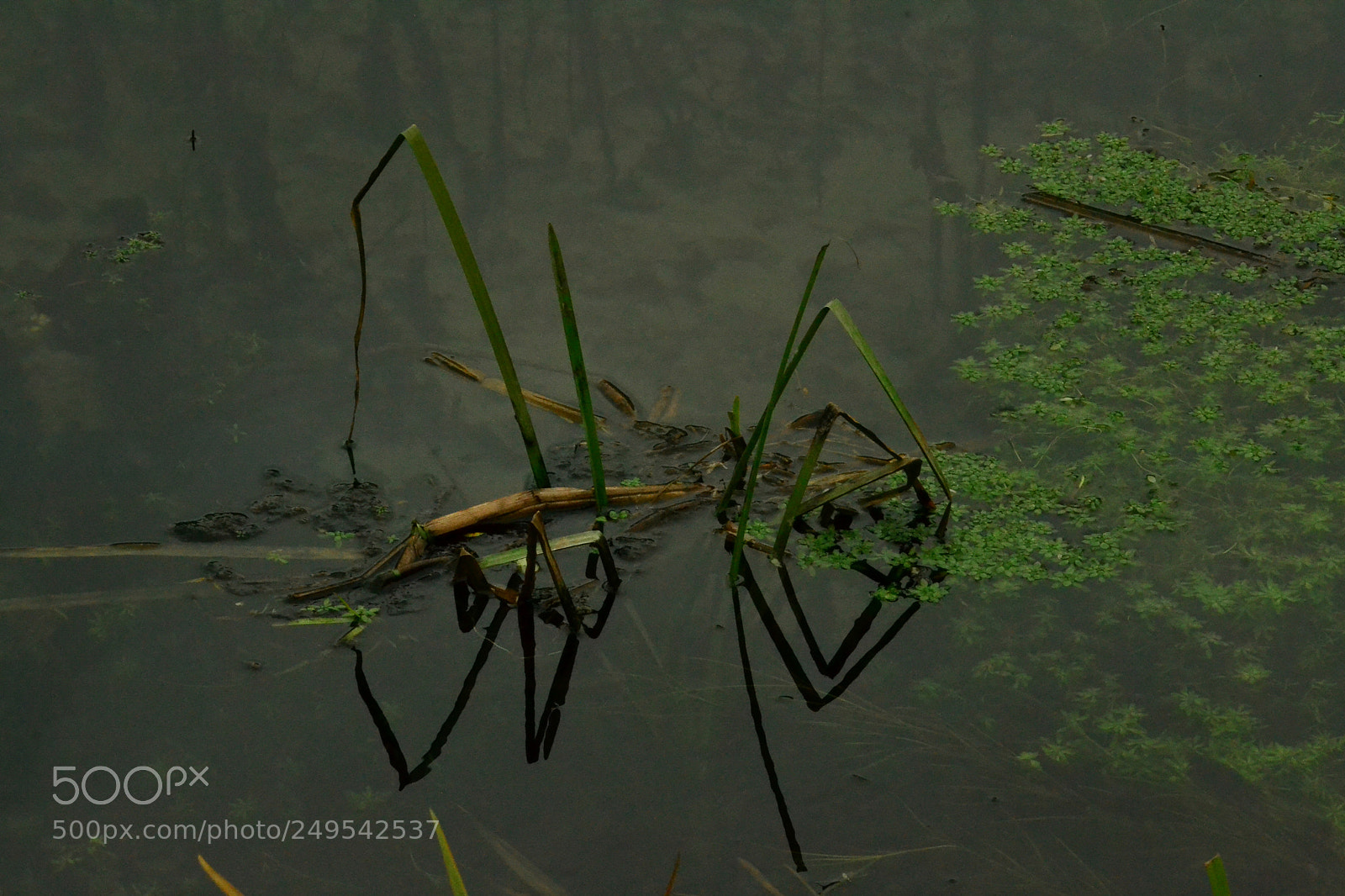 Nikon D3100 sample photo. Riflessi photography