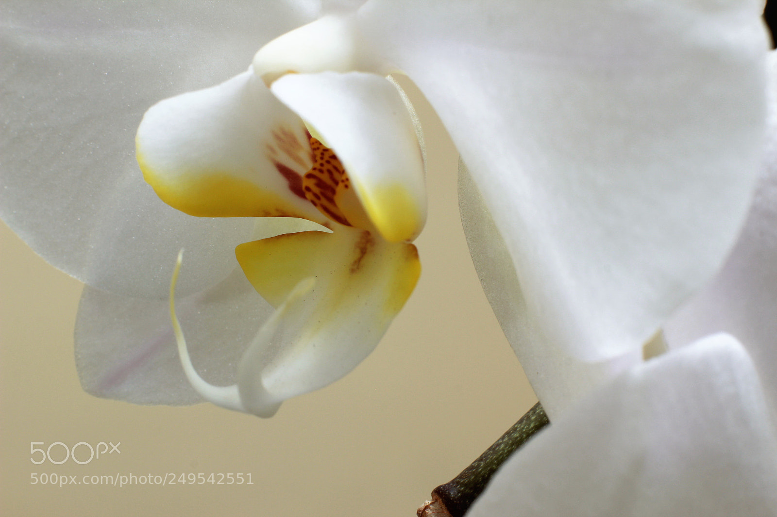 Canon EOS 600D (Rebel EOS T3i / EOS Kiss X5) sample photo. Img orquidea photography