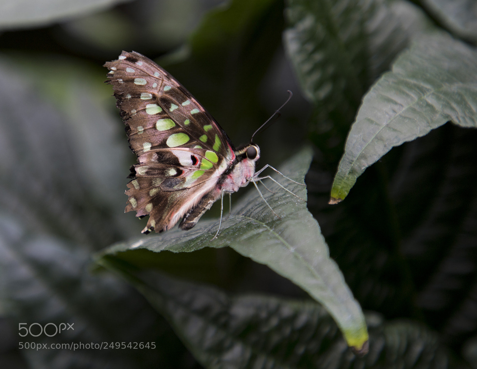 Canon EOS 6D Mark II sample photo. Img photography