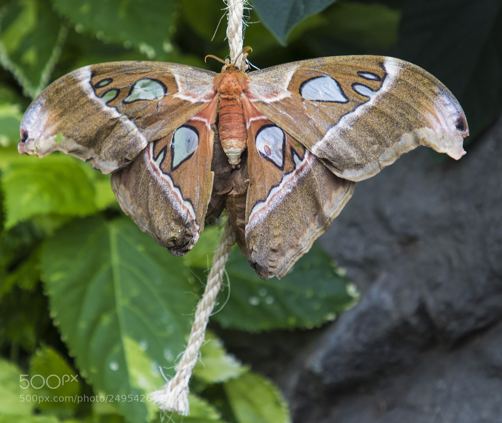 Canon EOS 6D Mark II sample photo. Img photography