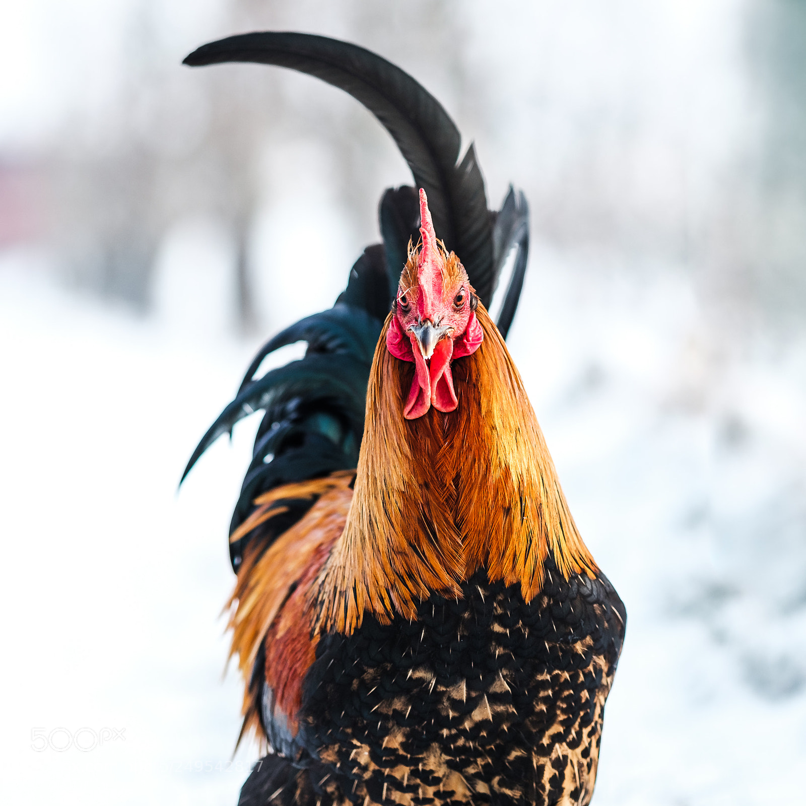 Fujifilm X-T2 sample photo. Rooster 2 photography