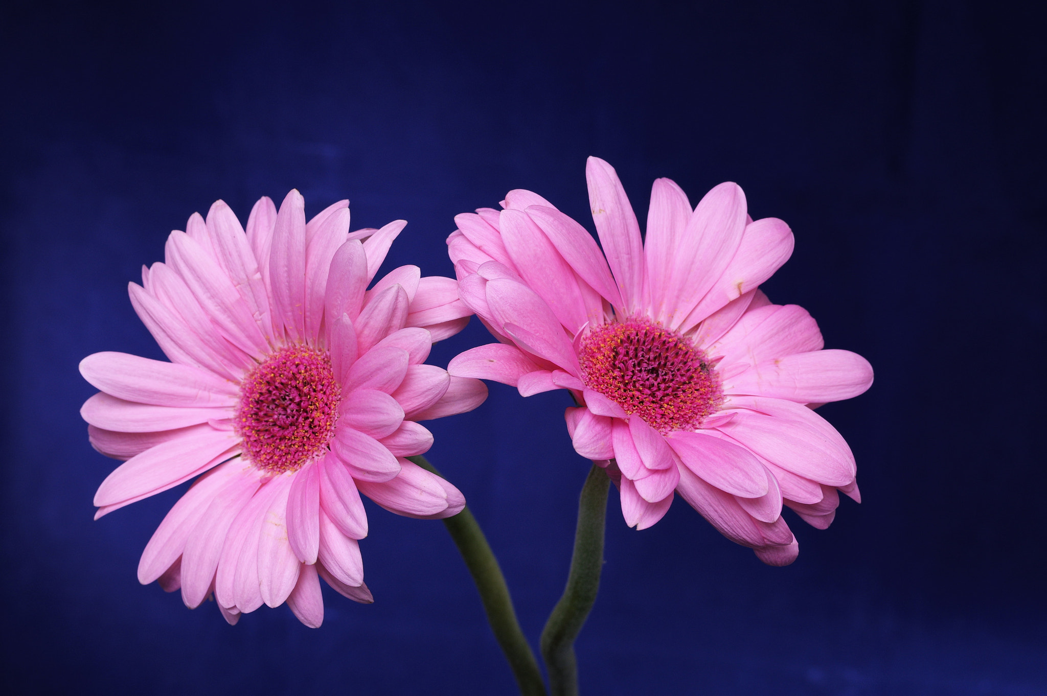 Pentax smc D-FA 50mm F2.8 Macro sample photo. Pink roses photography