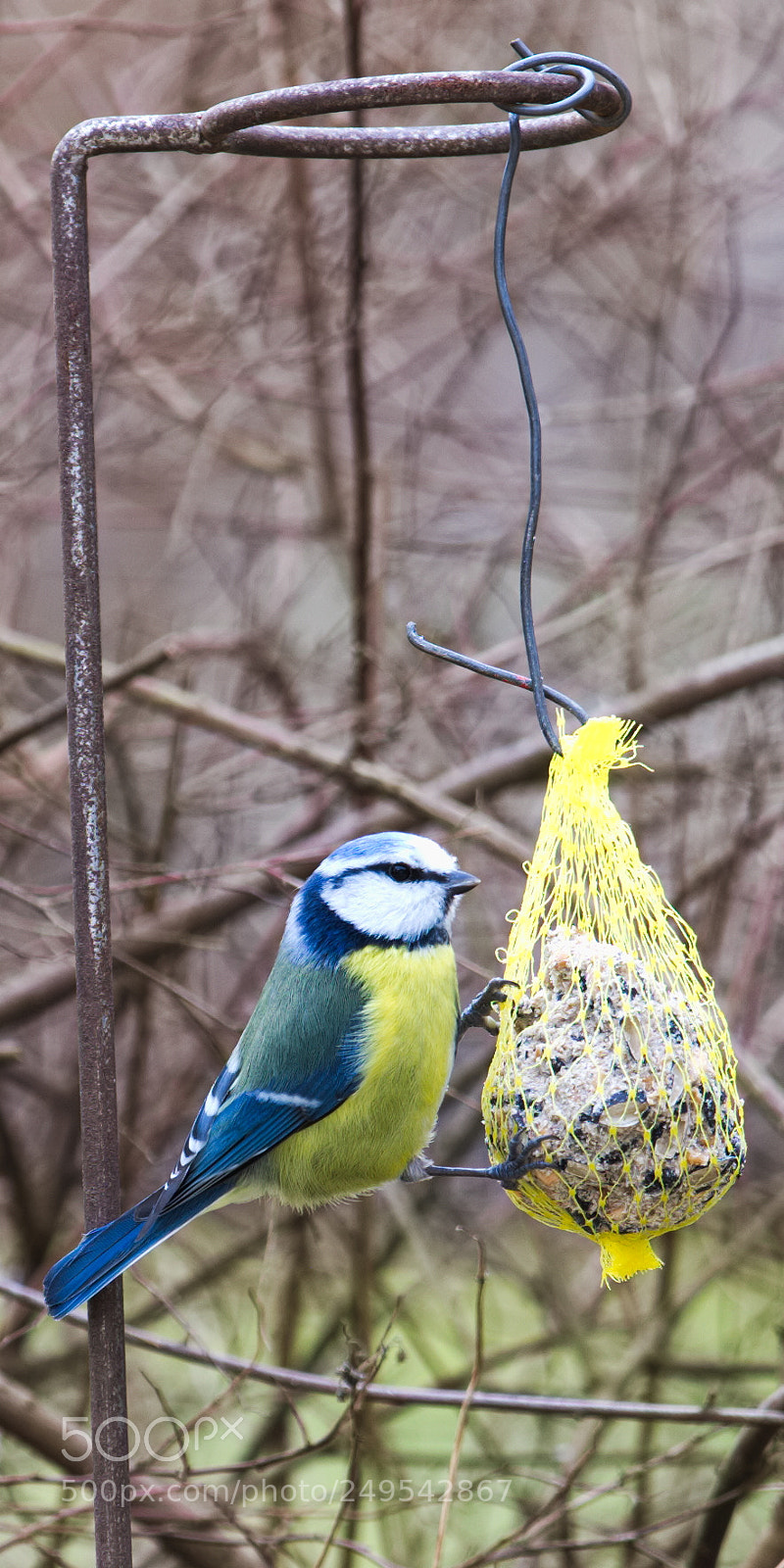 Fujifilm X-T20 sample photo. Parus caeruleus 2 photography