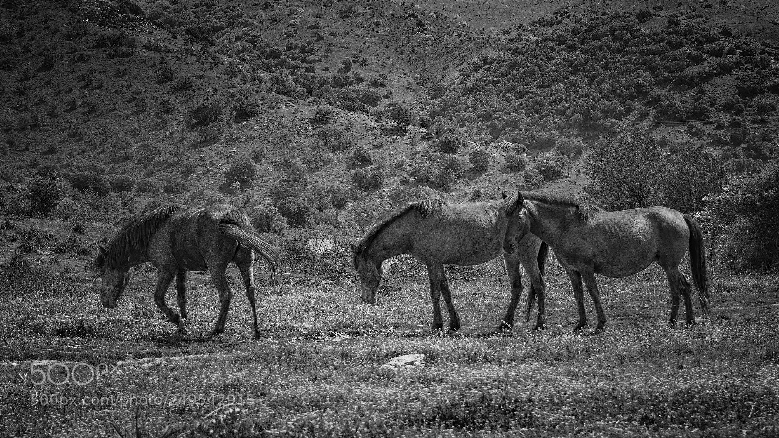 Nikon D3200 sample photo. Horses photography