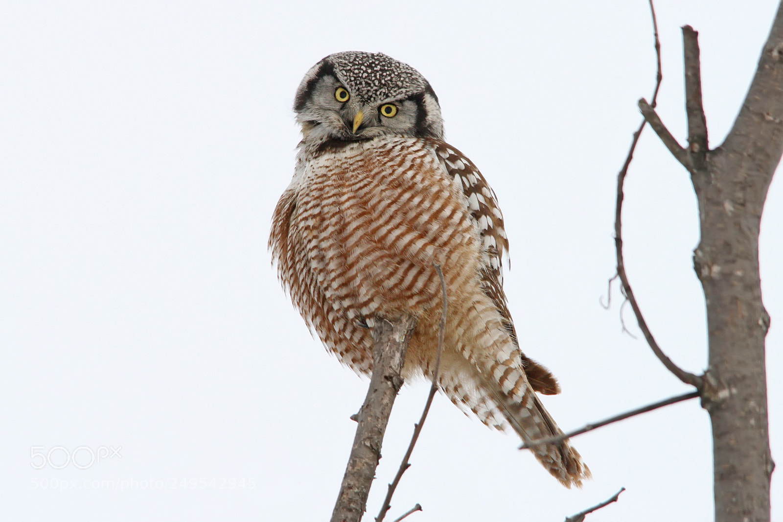 Canon EOS 7D sample photo. Northern hawk owl 1764 photography