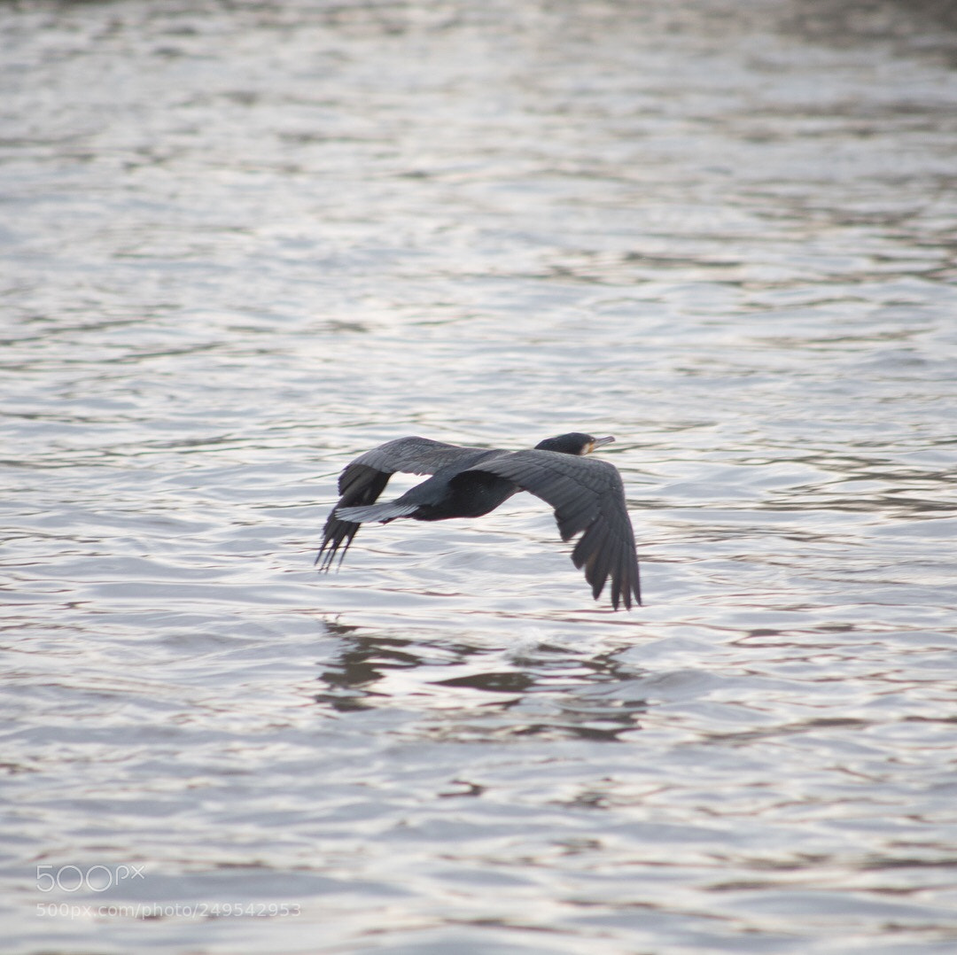 Canon EOS 5D Mark IV sample photo. Cormorant in flight photography