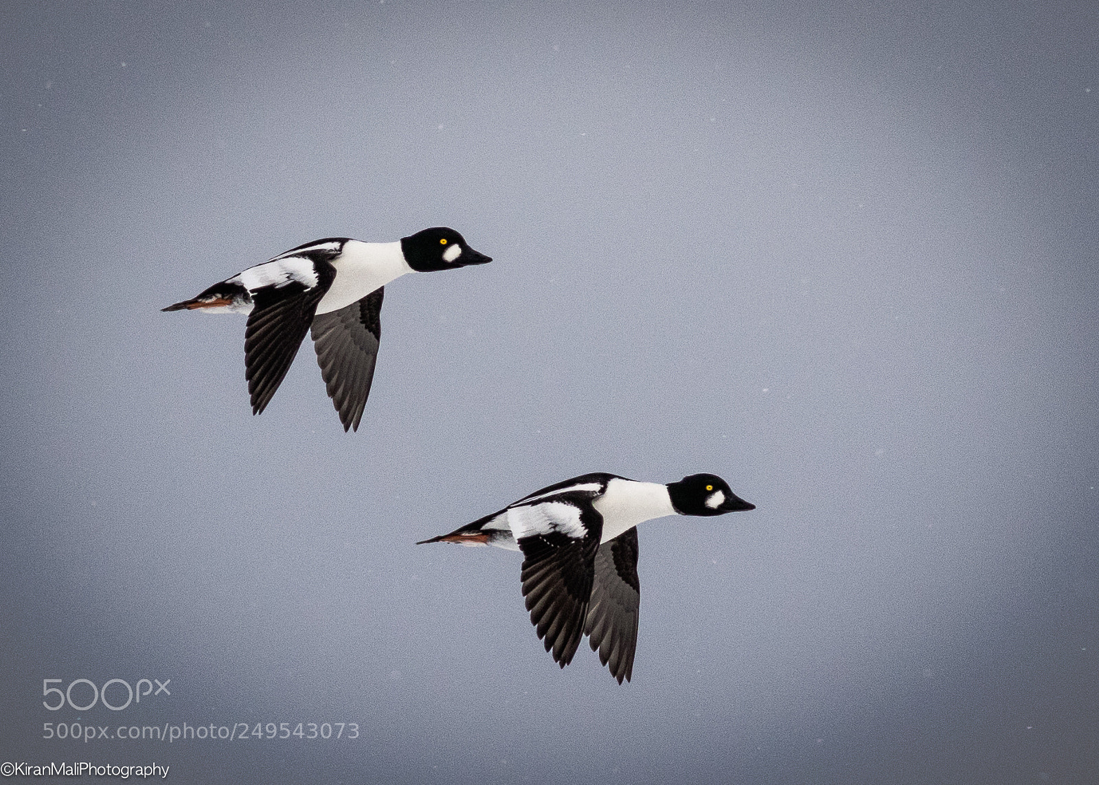Canon EOS 7D Mark II sample photo. Goldeneye photography