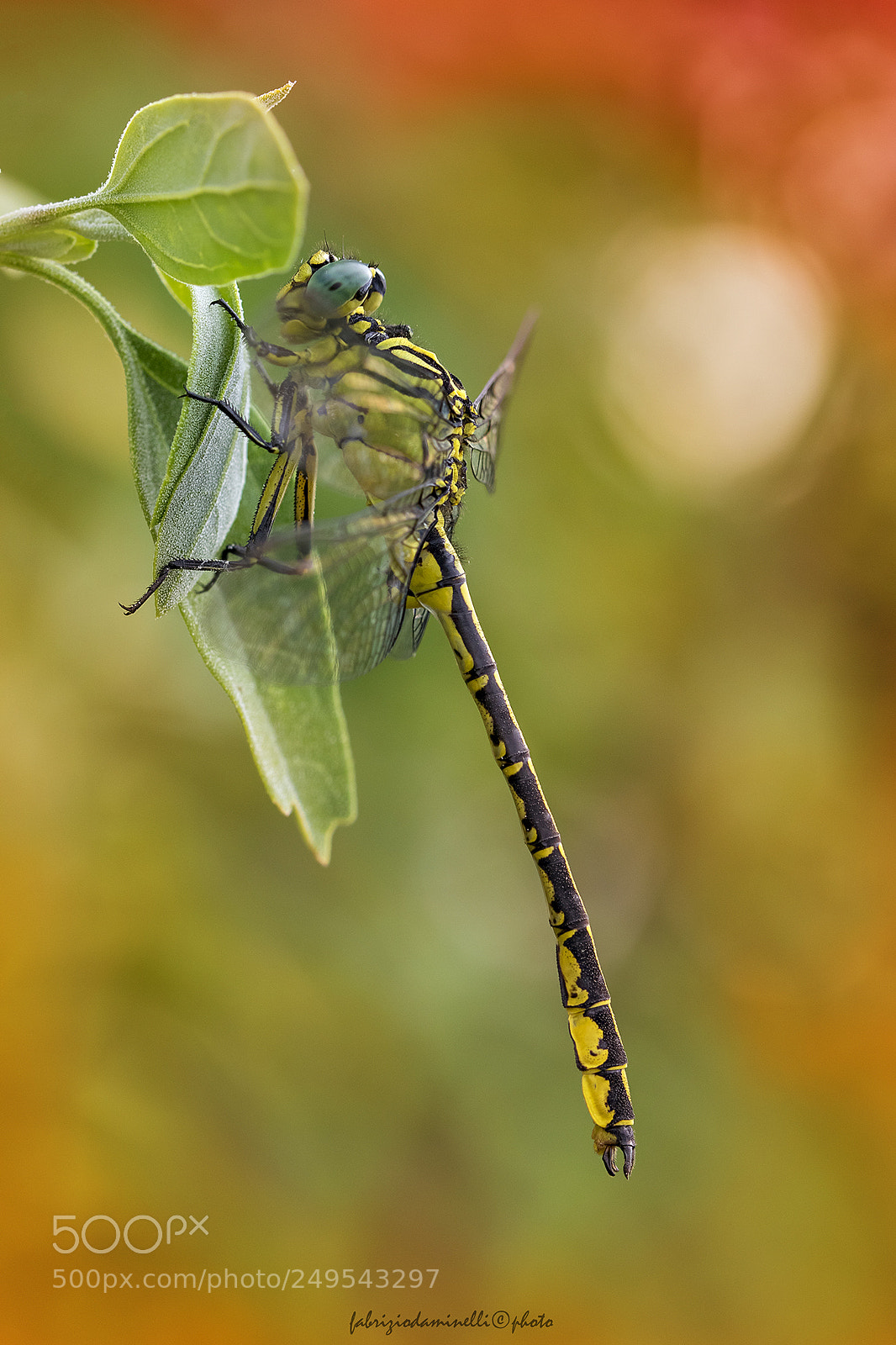 Canon EOS 7D Mark II sample photo. River clubtail photography