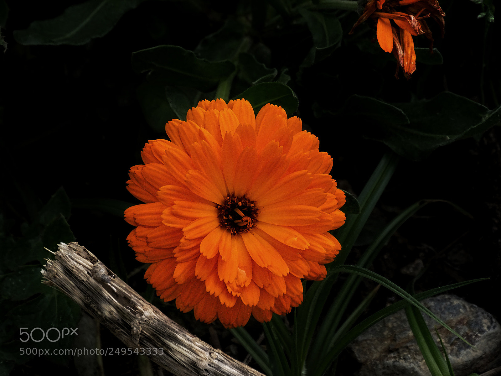 Sony Cyber-shot DSC-HX400V sample photo. Orange photography