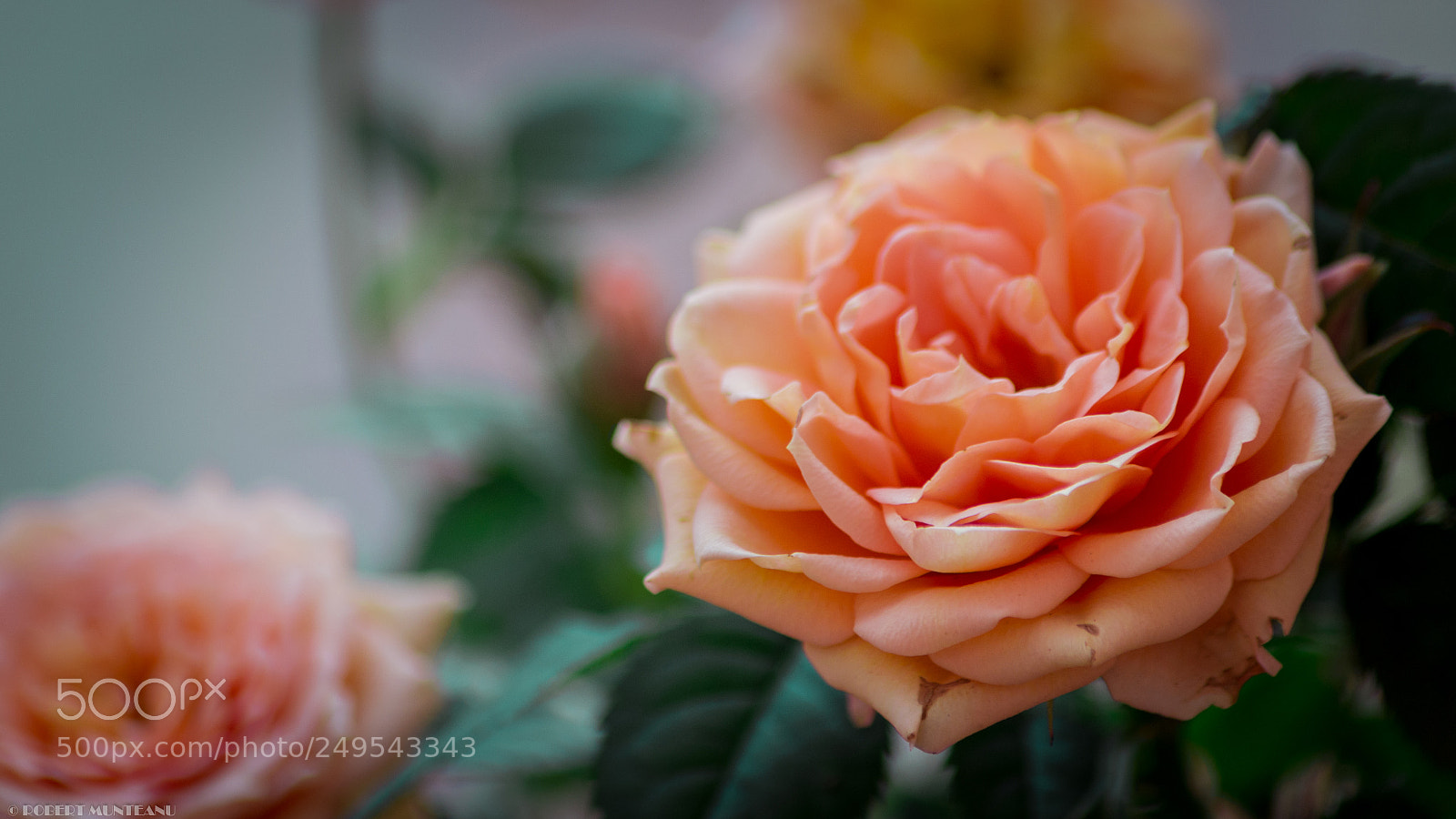 Nikon D3100 sample photo. Untitled photography