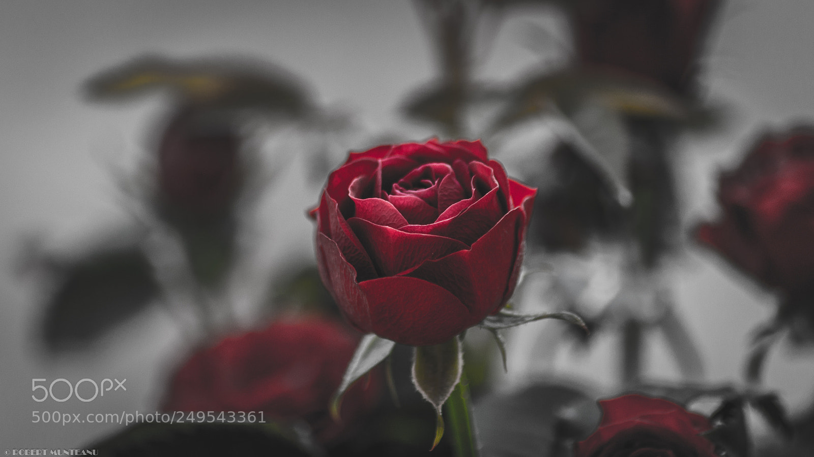 Nikon D3100 sample photo. Untitled photography
