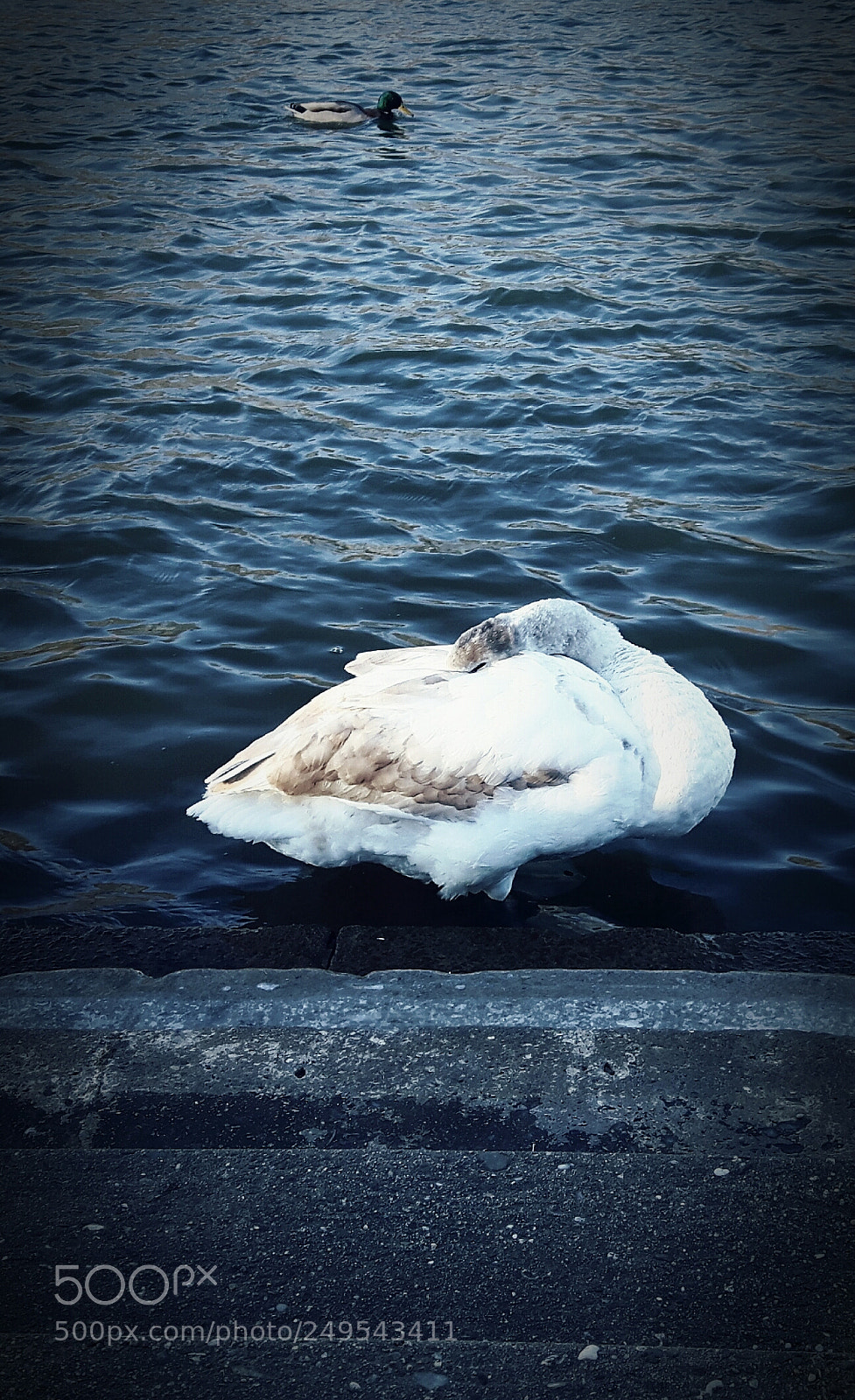 Samsung Galaxy S5 Neo sample photo. Sleeping swan photography
