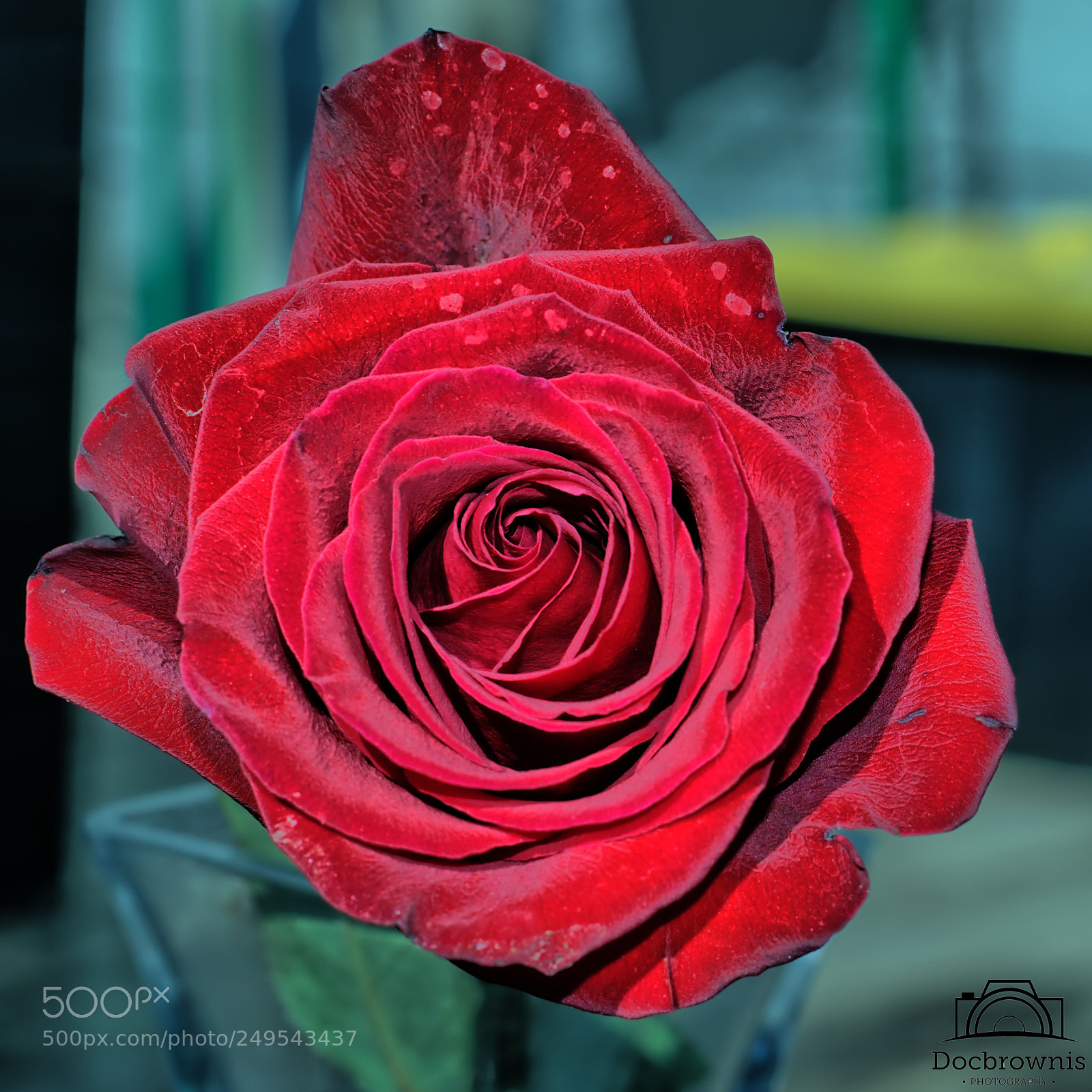 Nikon D5300 sample photo. Imperfect rose photography