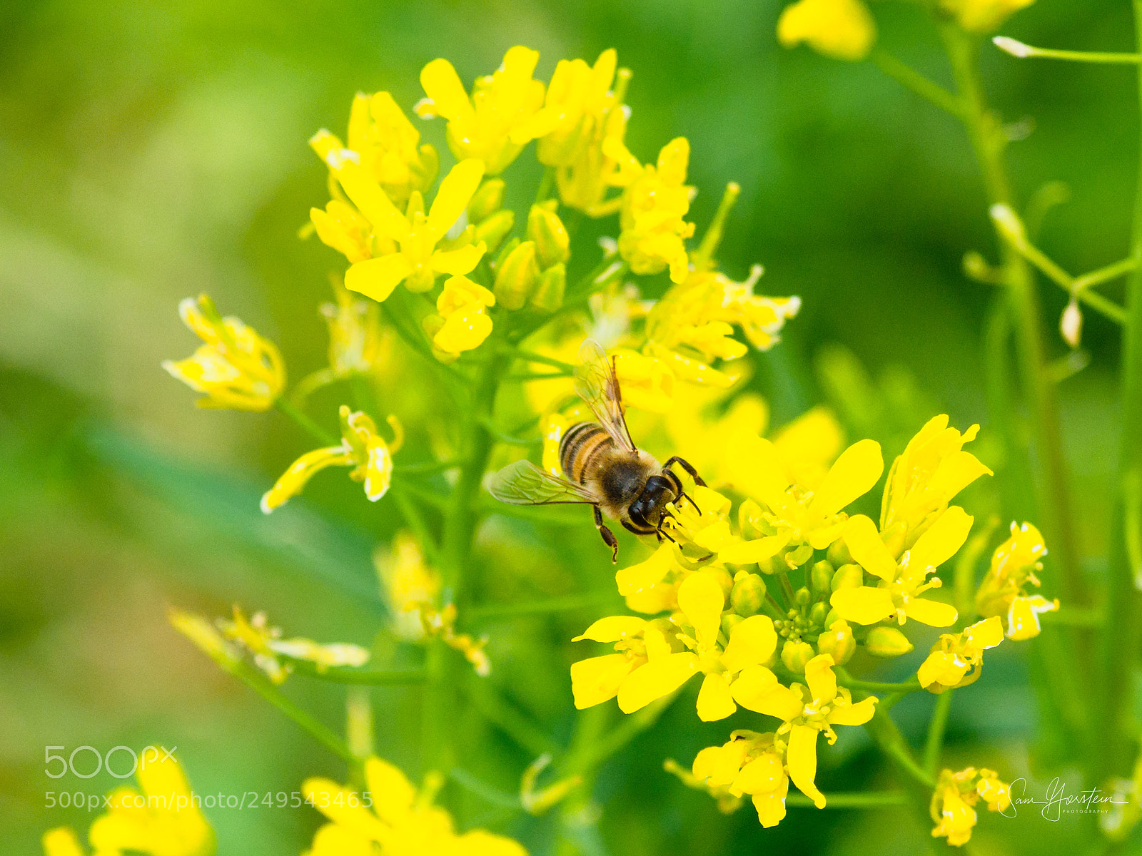 Olympus OM-D E-M1 Mark II sample photo. Golden door bees photography