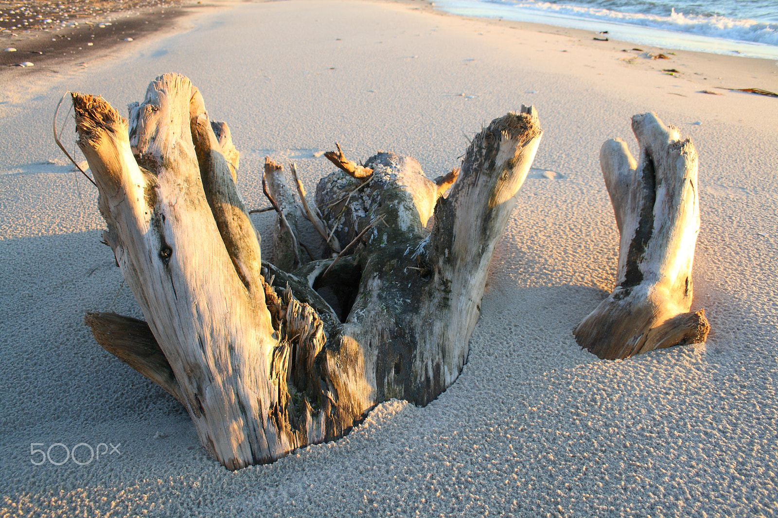 Canon EOS 400D (EOS Digital Rebel XTi / EOS Kiss Digital X) + Canon EF-S 18-55mm F3.5-5.6 II sample photo. Driftwood, chesapeake bay, kiptopeke, va, usa photography