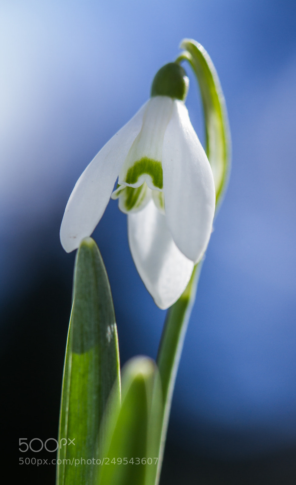 Canon EOS 7D sample photo. Timely bulbous violet photography