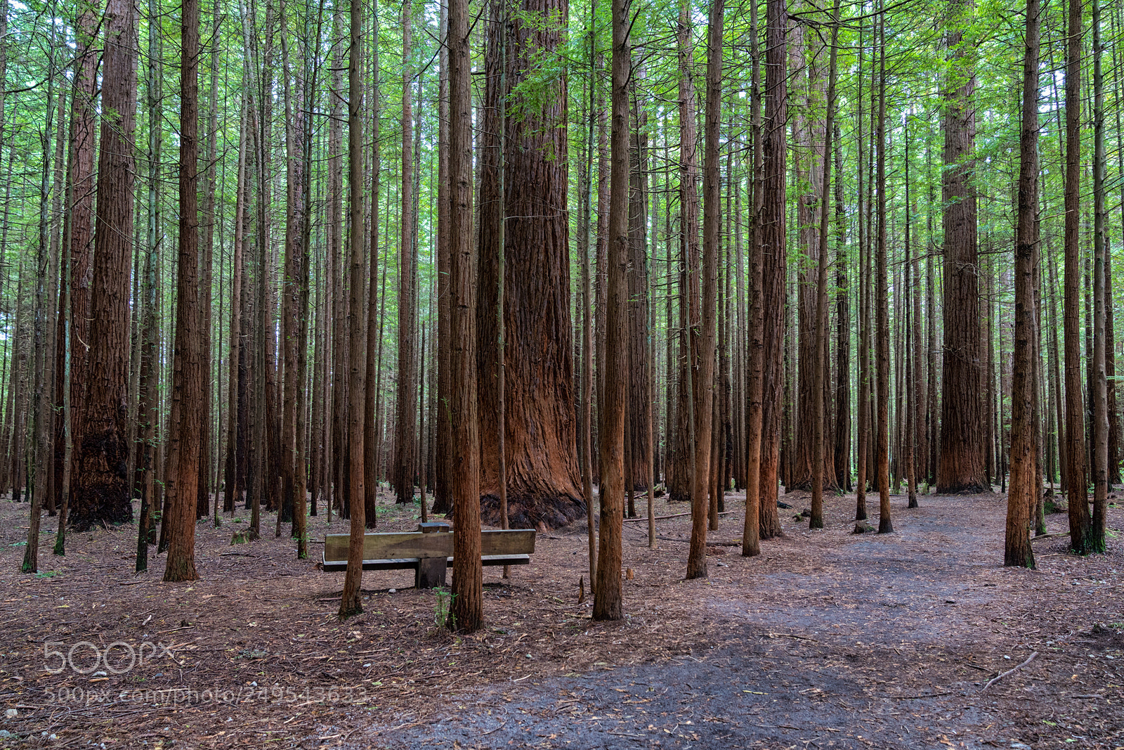Sony a7R III sample photo. The redwoods whakarewa forest photography