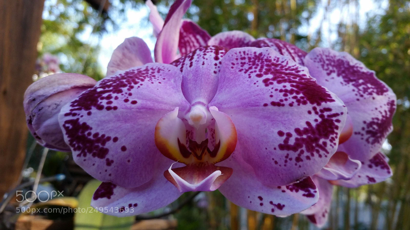 Samsung Galaxy S5 sample photo. Orquidea photography