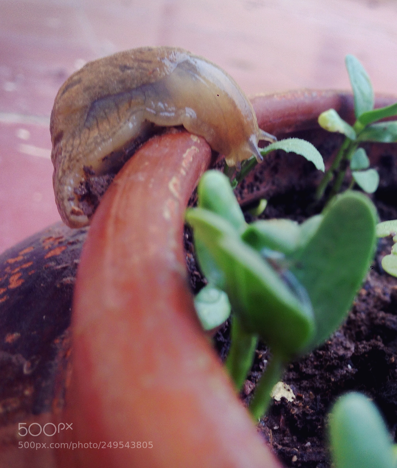Apple iPhone 5 sample photo. My snail ? photography