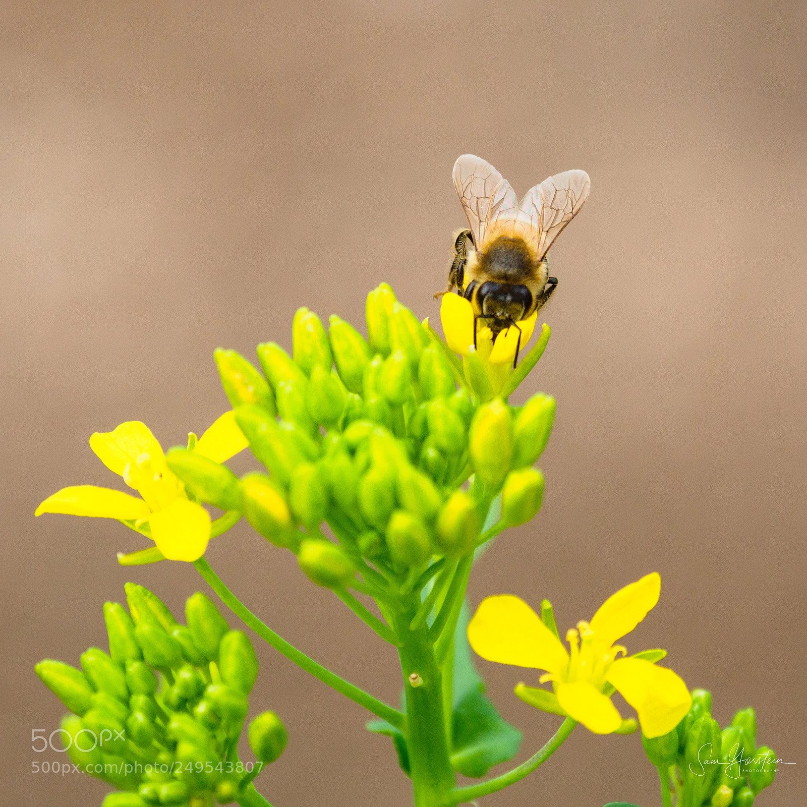 Olympus OM-D E-M1 Mark II sample photo. Golden door bees photography