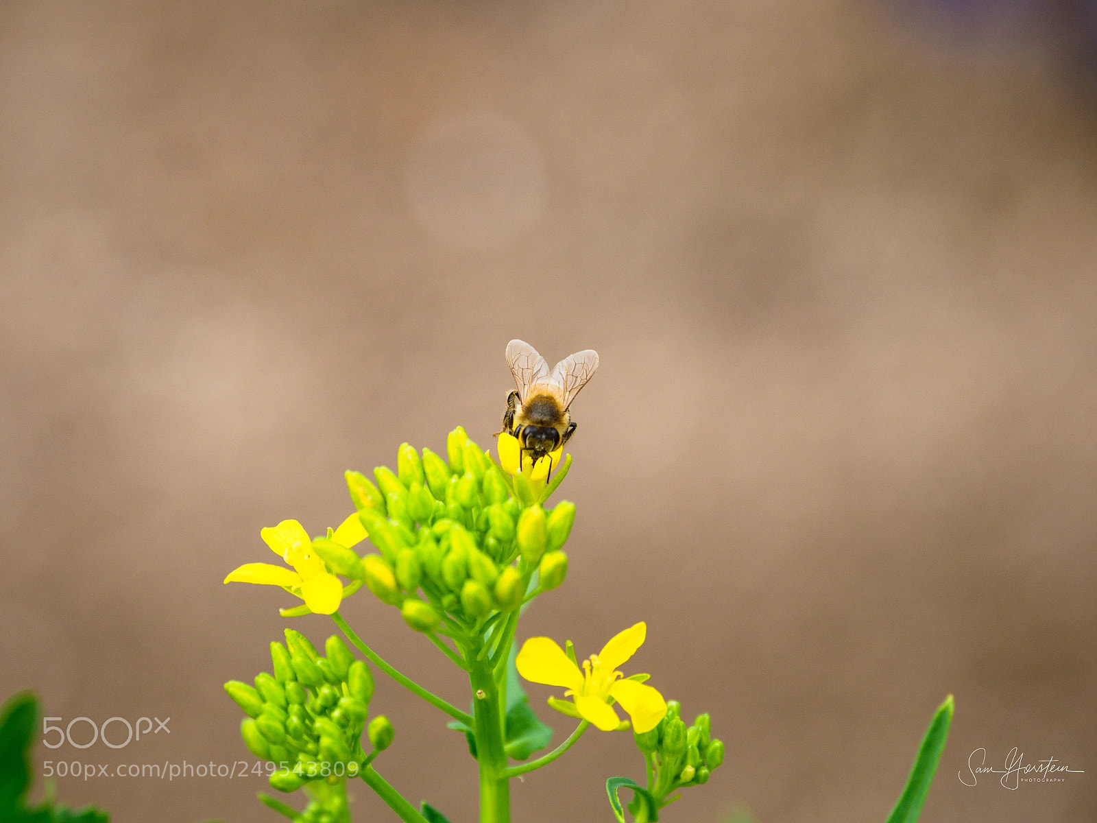 Olympus OM-D E-M1 Mark II sample photo. Golden door bees photography